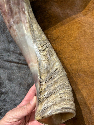 Giant Record Size Kudu Horns, African Antelope Outer Horns Half Polished XXXLARGE Size: Approx. 42" (measured straight)/ 56" around curls
