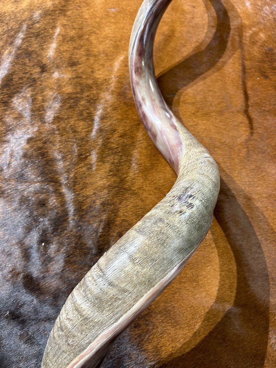 Giant Record Size Kudu Horns, African Antelope Outer Horns Half Polished XXXLARGE Size: Approx. 42" (measured straight)/ 56" around curls