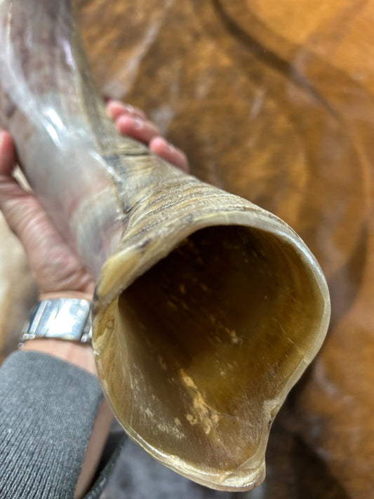 Giant Record Size Kudu Horns, African Antelope Outer Horns Half Polished XXXLARGE Size: Approx. 42" (measured straight)/ 56" around curls