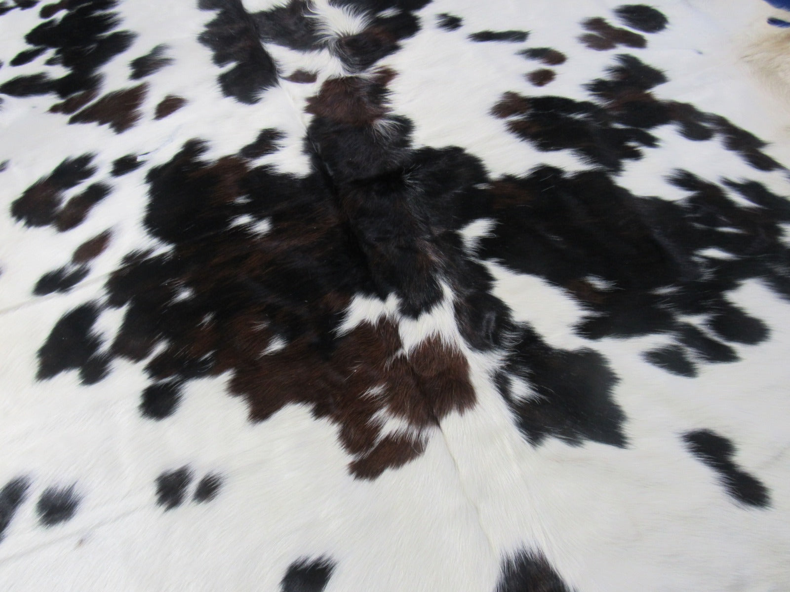 Untrimmed Tricolor Cowhide Rug Size: 8x6.7 feet M-1493