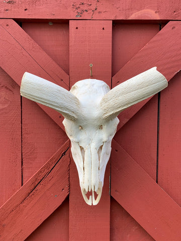 Real Kudu Skull African Antelope Horn + Skull (Horns are 46 inches measured around the curls)