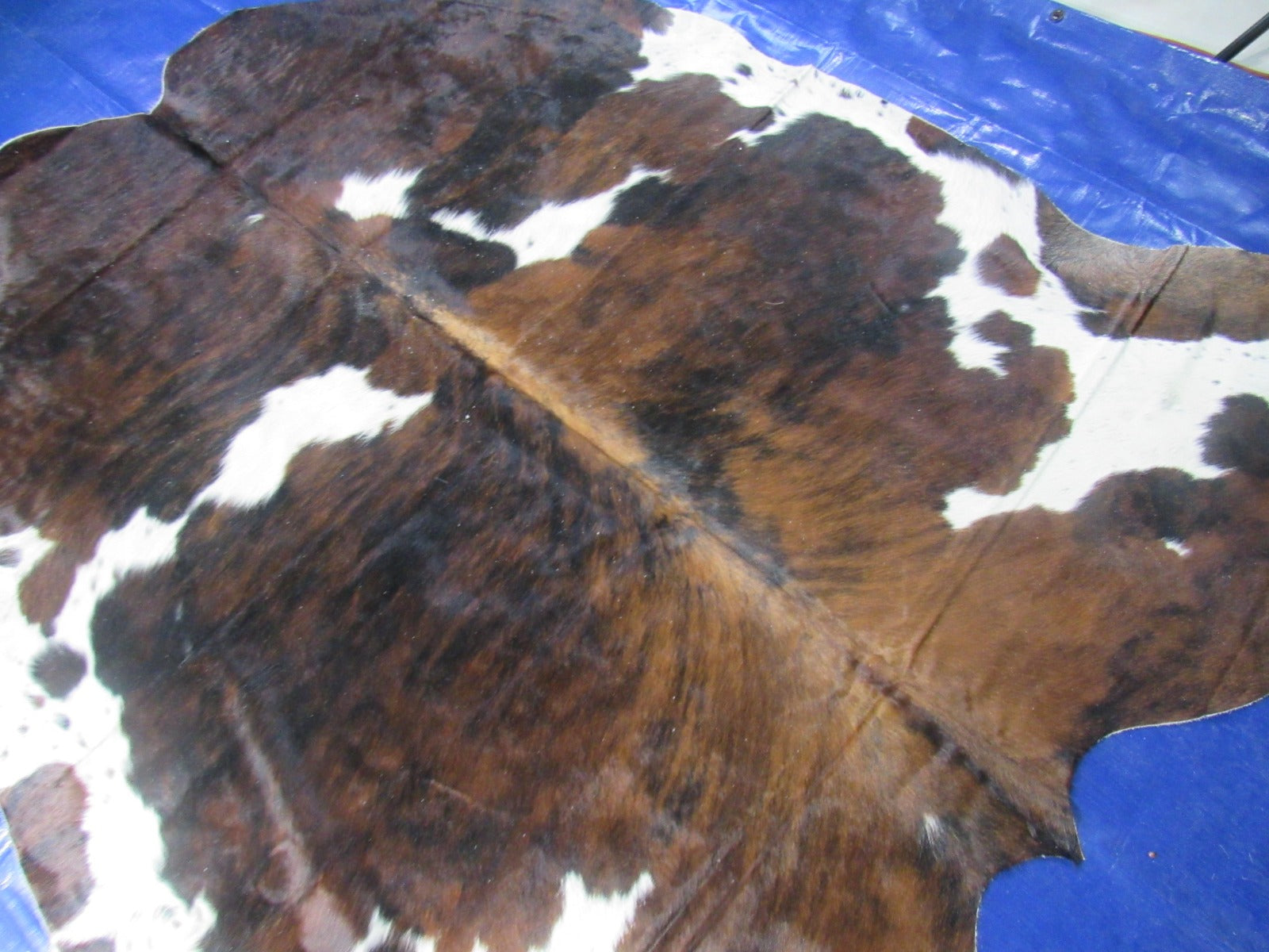 Tricolor Cowhide Rug Size: 6.7x6.2 feet M-1496