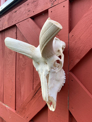 Real Kudu Skull African Antelope Horn + Skull (Horns are 46 inches measured around the curls)