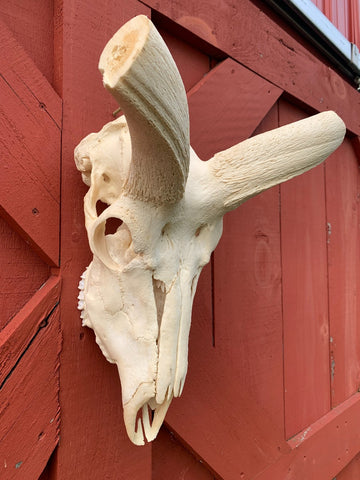 Real Kudu Skull African Antelope Horn + Skull (Horns are 46 inches measured around the curls)