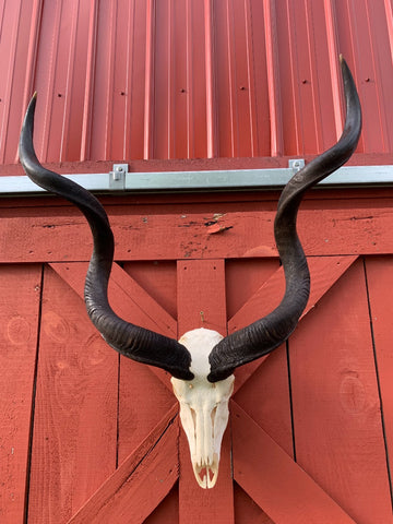 Real Kudu Skull African Antelope Horn + Skull (Horns are 46 inches measured around the curls)