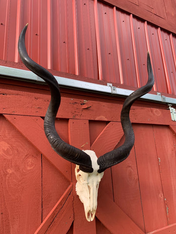 Real Kudu Skull African Antelope Horn + Skull (Horns are 46 inches measured around the curls)