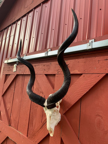 Real Kudu Skull African Antelope Horn + Skull (Horns are 46 inches measured around the curls)