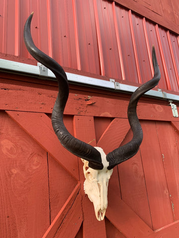 Real Kudu Skull African Antelope Horn + Skull (Horns are 46 inches measured around the curls)