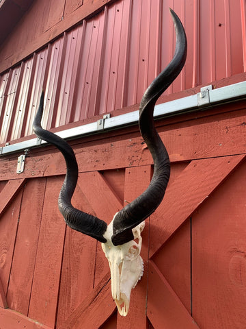 Real Kudu Skull African Antelope Horn + Skull (Horns are 46 inches measured around the curls)