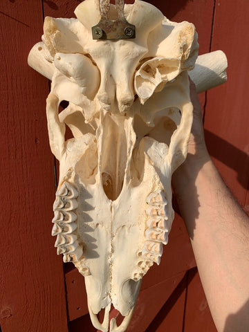 Real Kudu Skull African Antelope Horn + Skull (Horns are 46 inches measured around the curls)