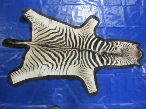 Real Zebra Skin Rug - Juvenile Size 63X36 inches - New MINI Baby Burchell's Zebra Hide #117