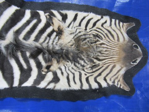 Real Zebra Skin Rug - Juvenile Size 63X36 inches - New MINI Baby Burchell's Zebra Hide #117