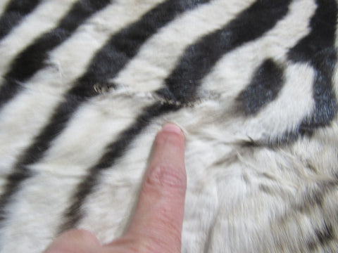 Real Zebra Skin Rug - Juvenile Size 63X36 inches - New MINI Baby Burchell's Zebra Hide #117