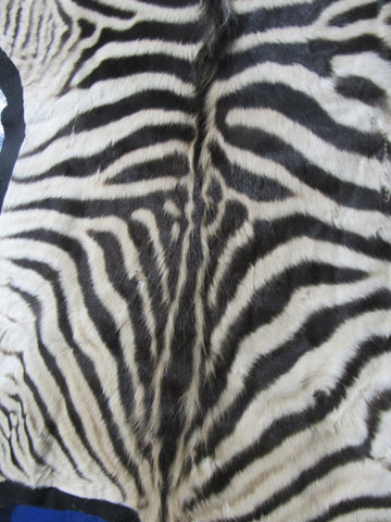 Real Zebra Skin Rug - Juvenile Size 63X36 inches - New MINI Baby Burchell's Zebra Hide #117