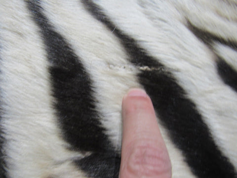 Real Zebra Skin Rug - Juvenile Size 63X36 inches - New MINI Baby Burchell's Zebra Hide #117