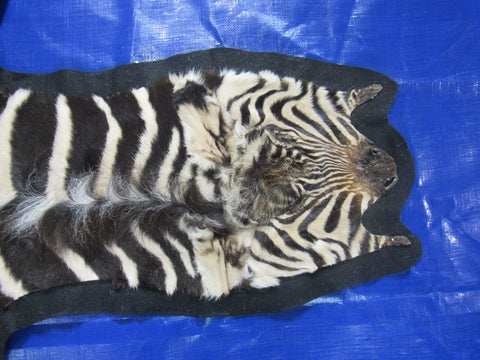 Small Felted Baby Zebra (Tail is 11"/ Has fuzzy hairs) Size: 60x33" #118