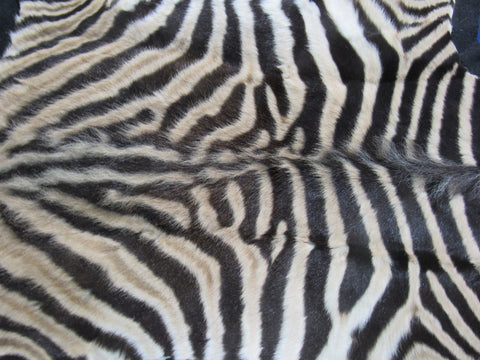 Small Felted Baby Zebra (Tail is 11"/ Has fuzzy hairs) Size: 60x33" #118