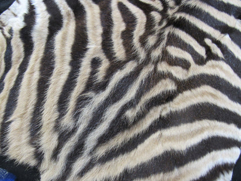 Small Felted Baby Zebra (Tail is 11"/ Has fuzzy hairs) Size: 60x33" #118