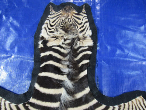 Small Felted Baby Zebra (Tail is 11"/ Has fuzzy hairs) Size: 60x33" #118