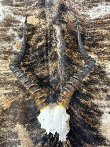 Animal Skull - V-shape Impala Skull - Real African Antelope Horns - African Trophy Skull