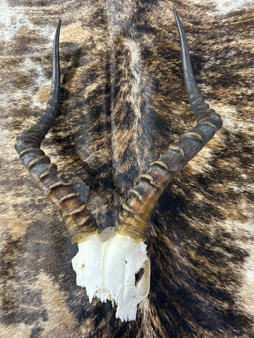 Animal Skull - V-shape Impala Skull - Real African Antelope Horns - African Trophy Skull