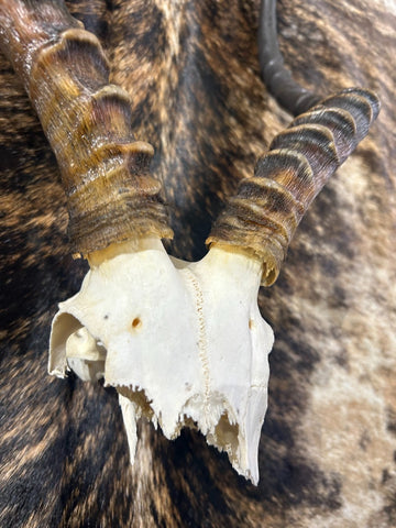 Animal Skull - V-shape Impala Skull - Real African Antelope Horns - African Trophy Skull