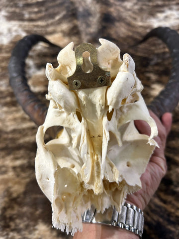 Animal Skull - V-shape Impala Skull - Real African Antelope Horns - African Trophy Skull