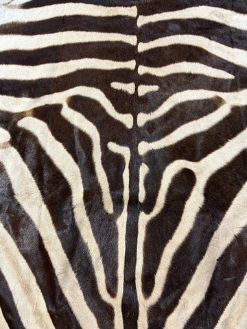 Real Zebra Skin Rug Size: 7.5x6 feet NEW Burchell's Hide Zebra Rug #126