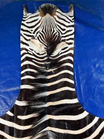 Real Zebra Skin Rug Size: 7.5x6 feet NEW Burchell's Hide Zebra Rug #126