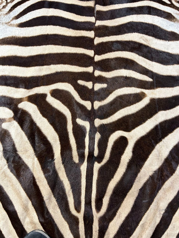 Real Zebra Skin Rug Size: 7.5x6 feet NEW Burchell's Hide Zebra Rug #126