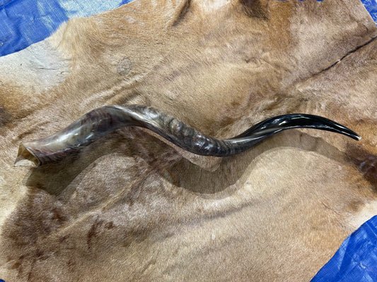 Kudu Shofar Trumpet + Ram Horn - Size XXL (Full Polished) - Size: Approx. 38" (measured straight)/ above 51" around the curls