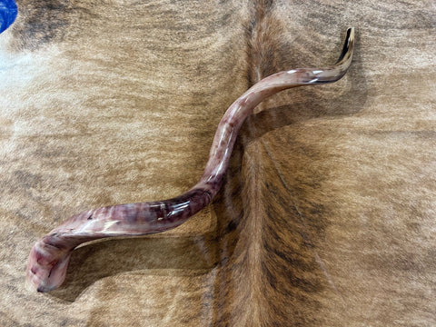 Kudu Shofar Trumpet + Ram Horn - Size XXL (Full Polished) - Size: Approx. 38" (measured straight)/ above 51" around the curls