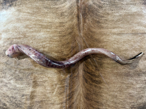 Kudu Shofar Trumpet + Ram Horn - Size XXL (Full Polished) - Size: Approx. 38" (measured straight)/ above 45" around the curls