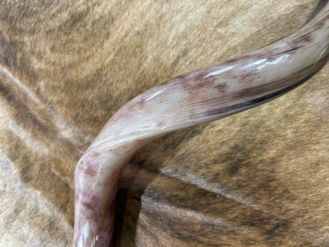 Kudu Shofar Trumpet + Ram Horn - Size XXL (Full Polished) - Size: Approx. 38" (measured straight)/ above 51" around the curls