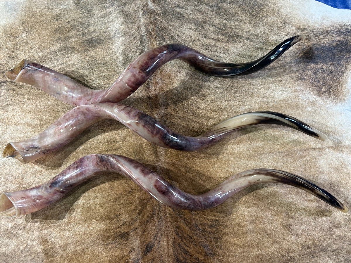 Kudu Shofar Trumpet + Ram Horn - Size XXL (Full Polished) - Size: Approx. 38" (measured straight)/ above 45" around the curls