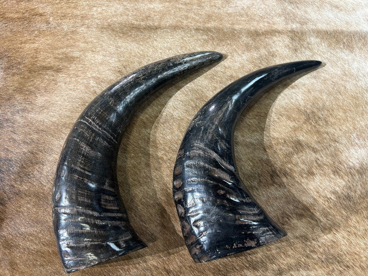 1 Polished Buffalo Horn, Gorgeous Polished Buffalo Horn Size: Approx. 10" (measured straight)/ Base is about 3 X 4" wide