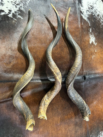 1 Kudu Horn, African Antelope Outer Horn Size XXL -Oiled - Size: Approx. 38" (measured straight)/ around 48" measured around curls