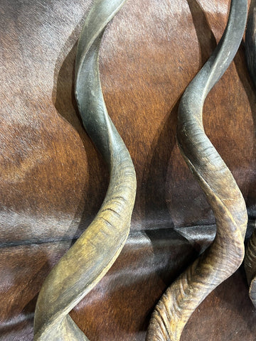 1 Kudu Horn, African Antelope Outer Horn Size XXL -Oiled - Size: Approx. 38" (measured straight)/ around 48" measured around curls