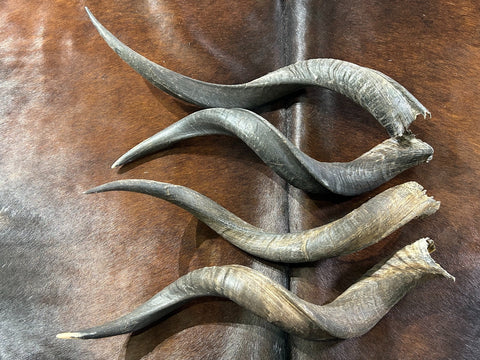 1 Natural Kudu Horn, Kudu Horn, big dog chew, Deer Horn Average Size S: 22 inches long (straight)/ 28 around curls