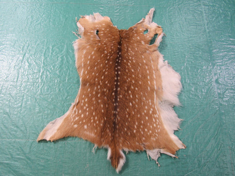 Axis Deer Skin Rug (2 holes) - Size: 34x30 inches Axis-640