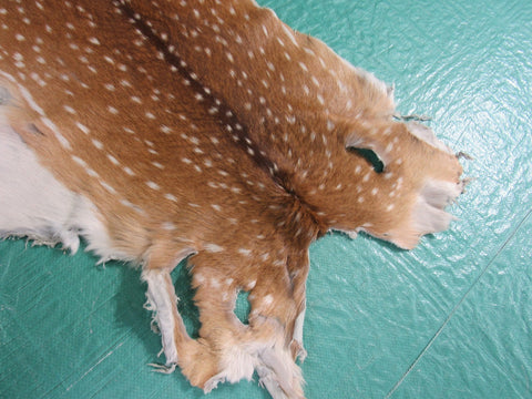 Axis Deer Skin Rug (2 holes) - Size: 34x30 inches Axis-640