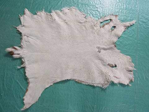 Axis Deer Skin Rug (2 holes) - Size: 34x30 inches Axis-640