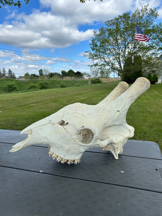 Real Giraffe Skull African Giraffe Cranium (25L X 13D X 14H inches) OLD SKULL