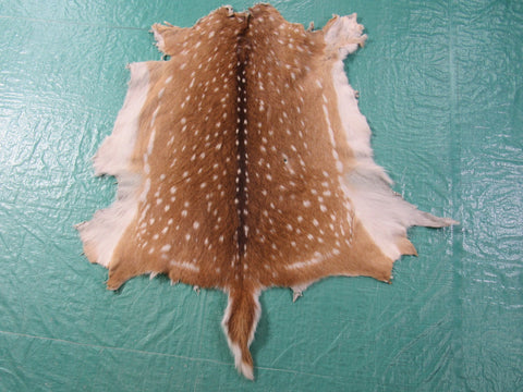 Axis Deer Skin Rug (a few holes) - Size: 35x35 inches Axis-642