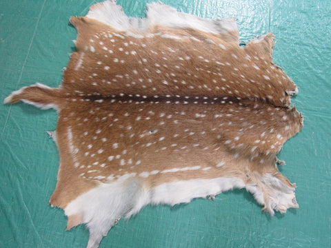 Axis Deer Skin Rug (a few holes) - Size: 35x35 inches Axis-642