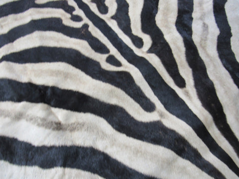 Real Zebra Skin Rug BRAND NEW Burchell's Hide Zebra A Grade - 8 3/4x6 feet #97