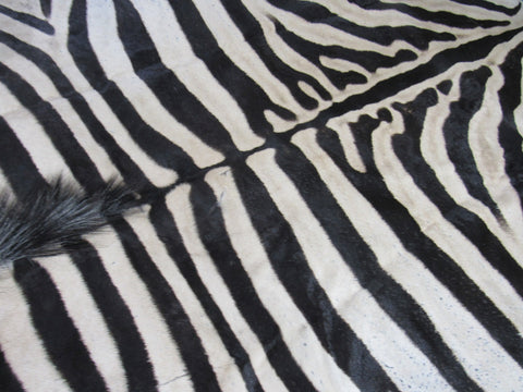 Real Zebra Skin Rug BRAND NEW Burchell's Hide Zebra A Grade - 8 3/4x6 feet #97