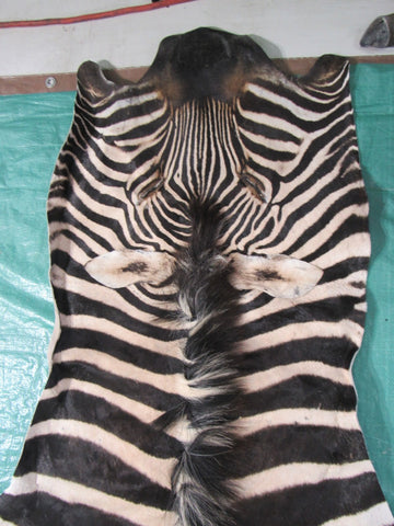 Real Zebra Skin Rug BRAND NEW Burchell's Hide Zebra A Grade - 8 3/4x6 feet #97