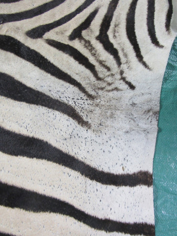 Real Zebra Skin Rug BRAND NEW Burchell's Hide Zebra A Grade - 8 3/4x6 feet #97