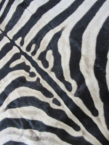 Real Zebra Skin Rug BRAND NEW Burchell's Hide Zebra A Grade - 8 3/4x6 feet #97